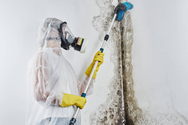Attic Mold Removal in Brodhead, WI